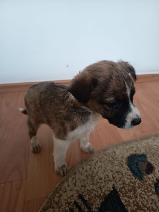 6 Cațelusi talie mica-medie adoptie gratis