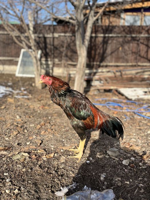 дакан сатлады 20000