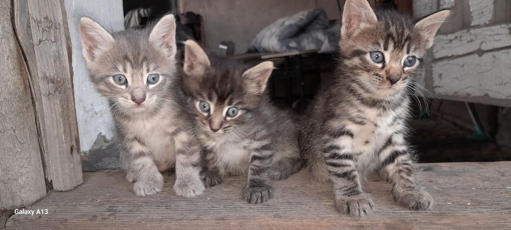 Котята. Раздаём. Доставим.