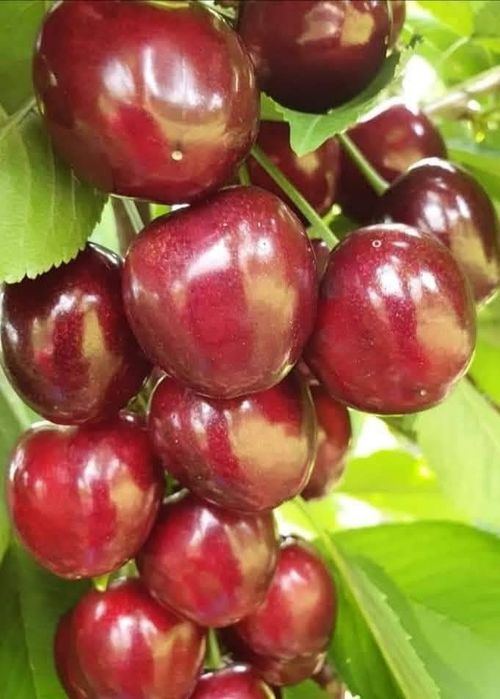 Pomi fructiferi columnari