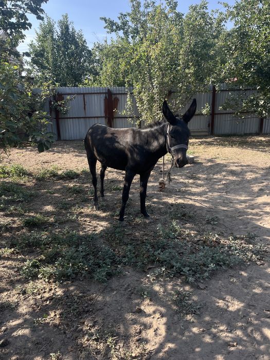 Продам Ишаков срочно