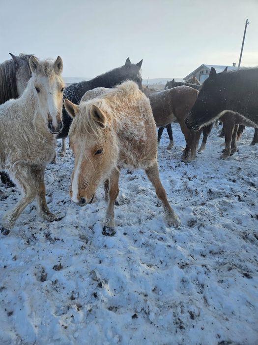 Продам лошадей с жеребятами