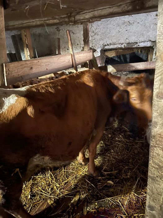 Vând vacă balțată , gestanta