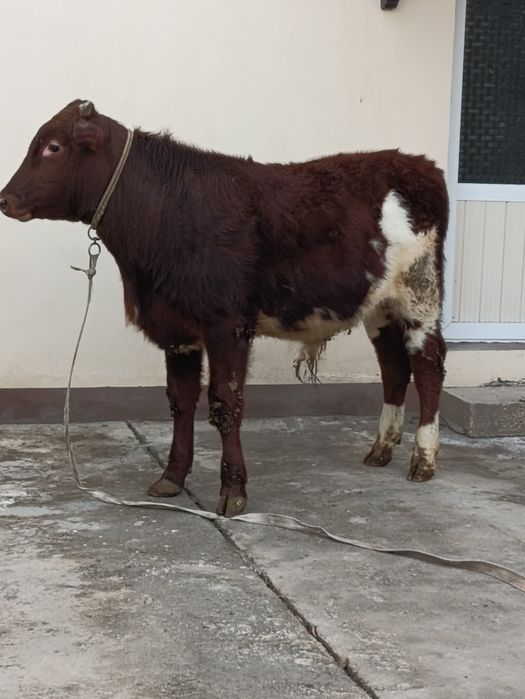 Yosh Buqa sotiladi .