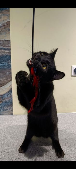 Котенок, ищем дом