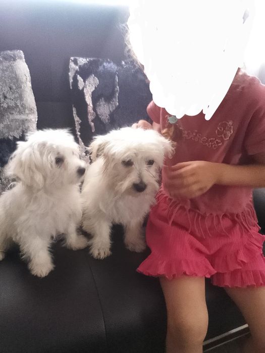 Vand cătei de rasă