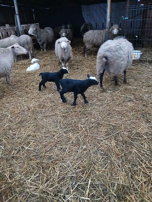 Vând 2 oi romanov una cu 2 miei si una asaf cu mieluta.si una depusa d