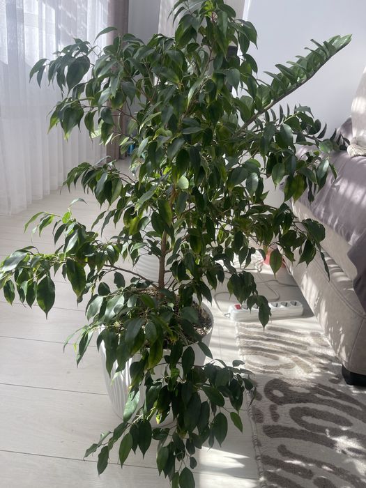 Продам комнатные цветы