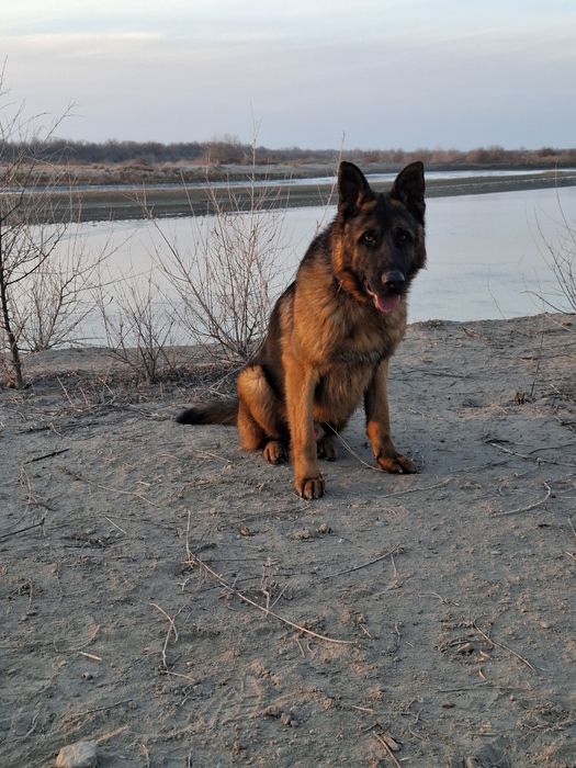 Немецкая овчарка