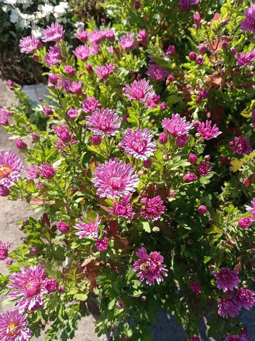 Распродажа Хризантема, хризантемы мультифлора