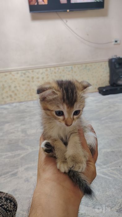 Продам котят хорошие породы