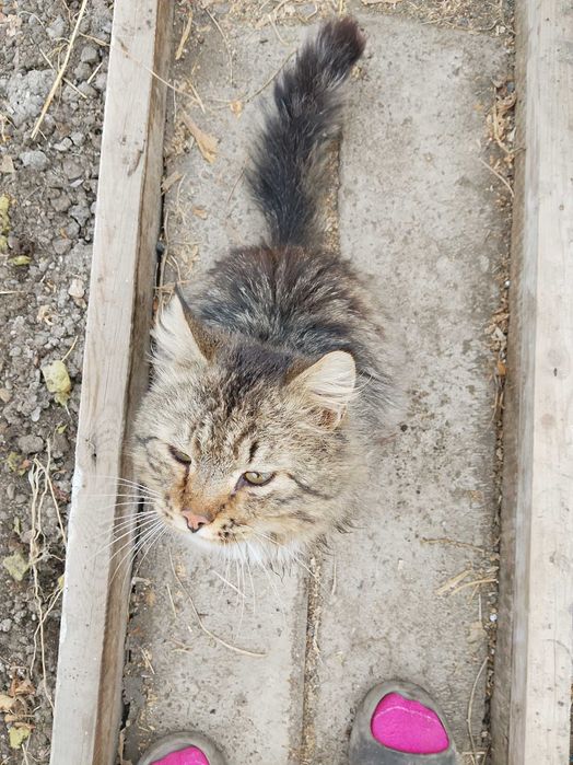 Отдам котика пушистый