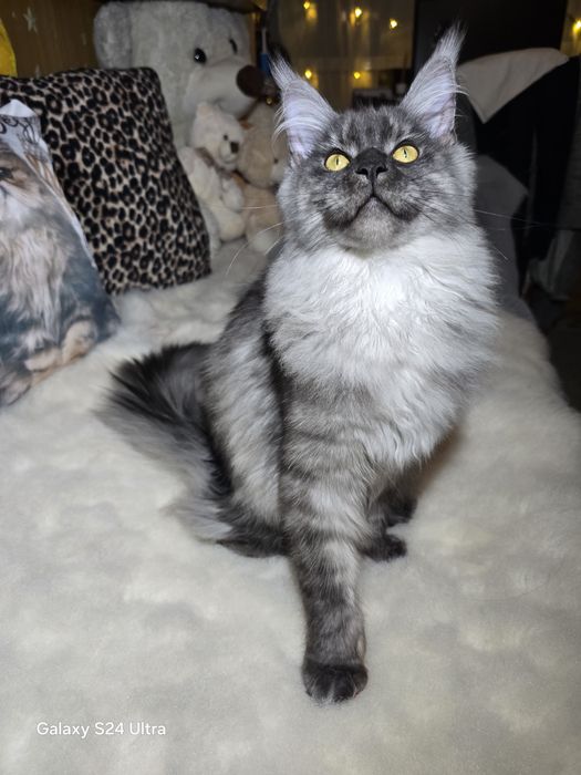 Maine coon Maine coon