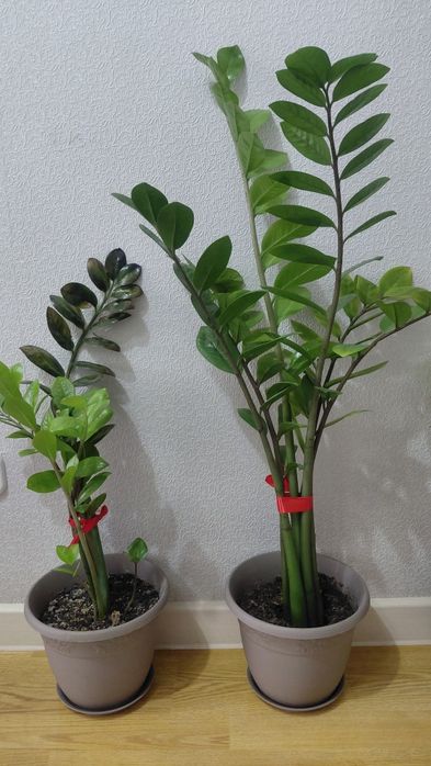 Комнатные растения