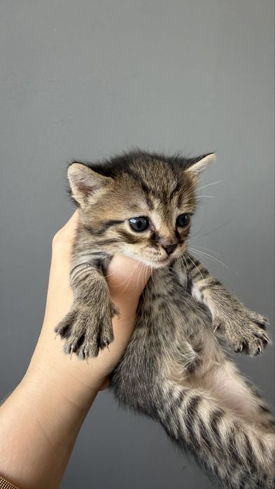 Бесплатно котята