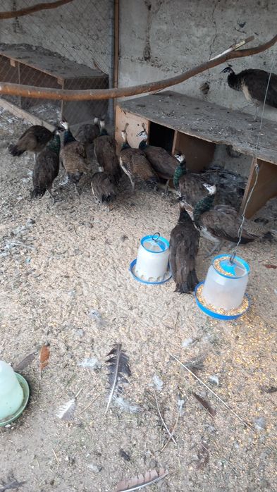 Продавам индийски пауни млади и стари