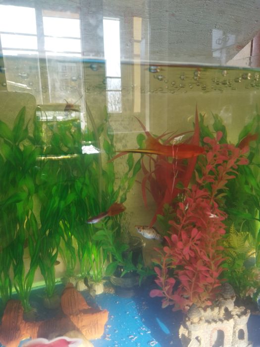 Аквариумные рыбки