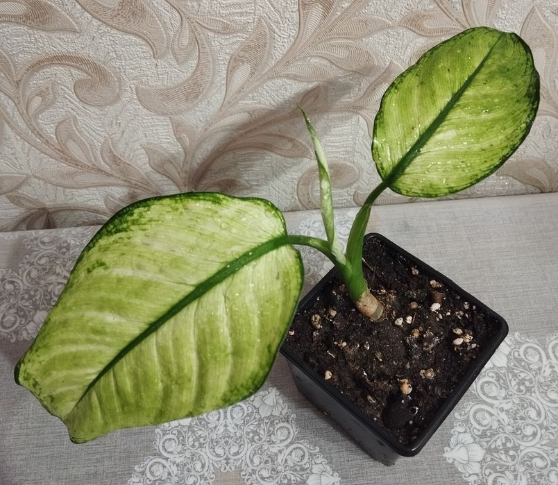 Диффенбахия продам