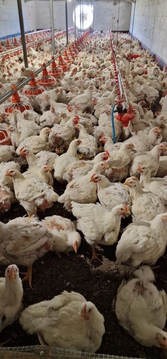 Продам Бройлерные куры