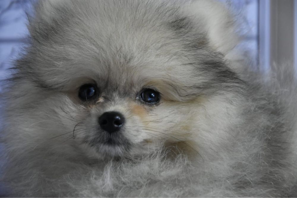 Померанский шпиц