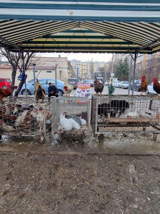 Sergili dehqon bozorolida horoz kurka quyon goz ordek sotiladi