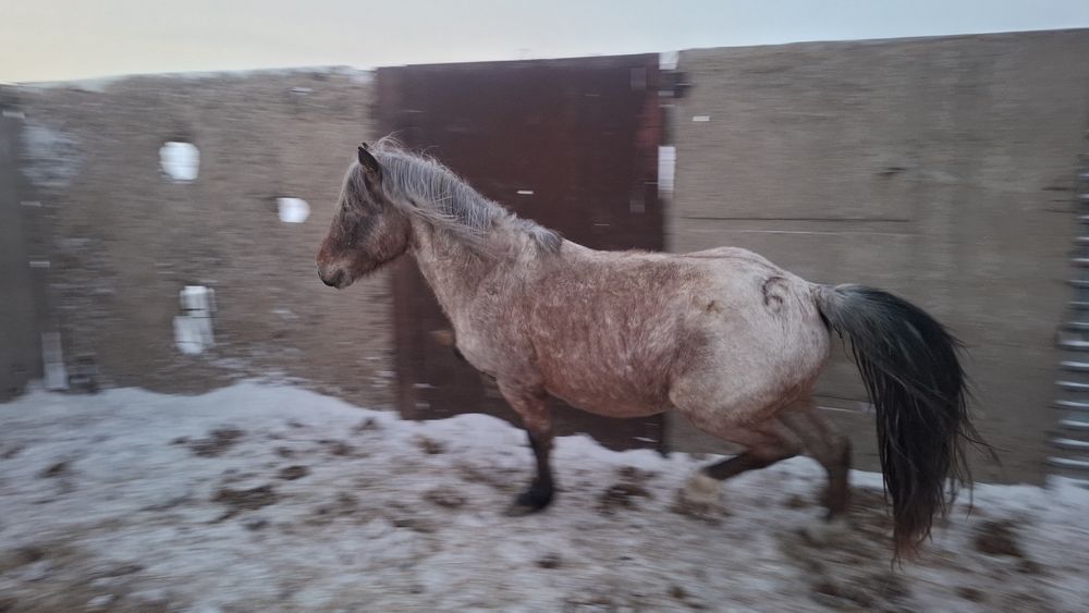 Айгыр бурлой масти. Весной будет 5 лет