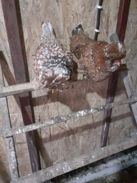 Vând ouă gaini din imagine