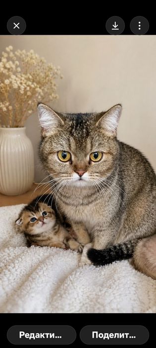 Шотландские котята Золотая шиншилла