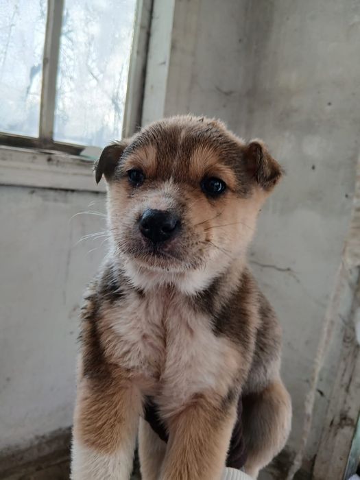 Щеночки в добрые руки