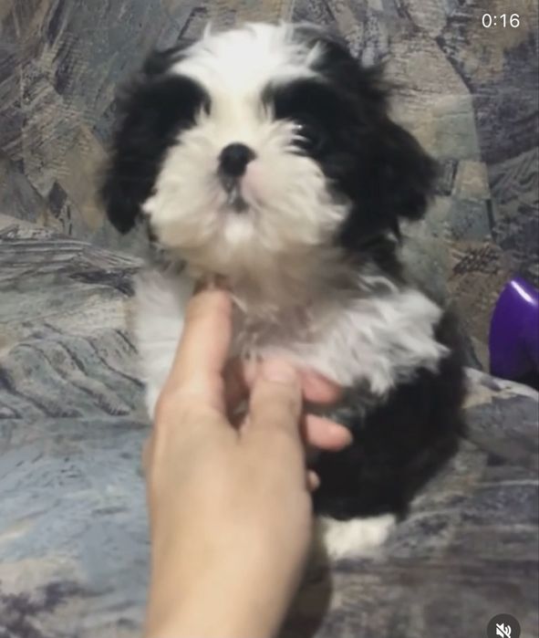 Ши-тцу малыши. Шитцу