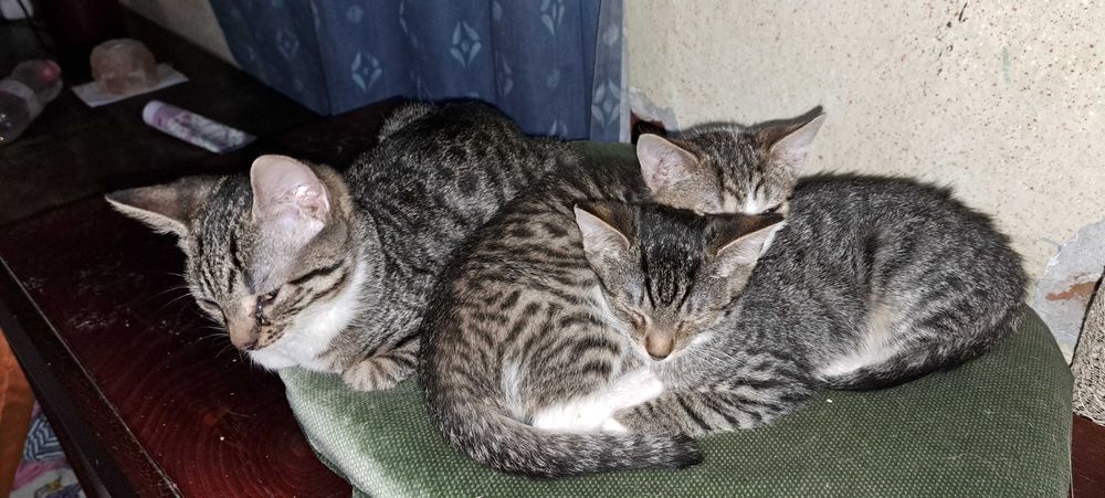 Doneaz 3 pisicute dragalase