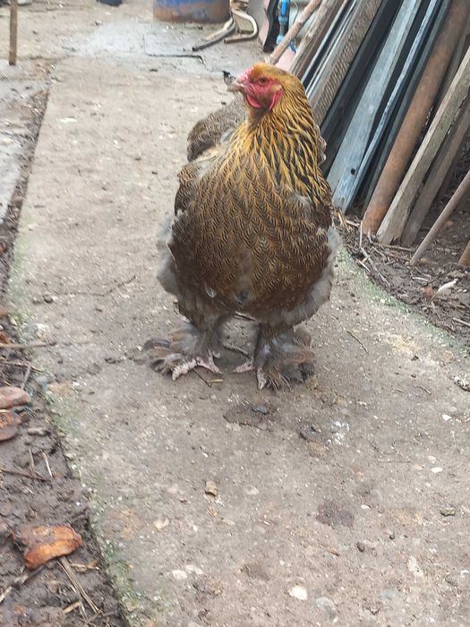 Vand oua gaini Brahma potarnichiu si herminat deschis