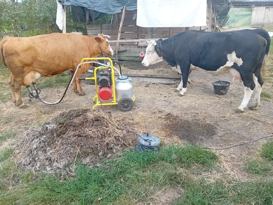 Vând 2 vaci de abator sau ținut