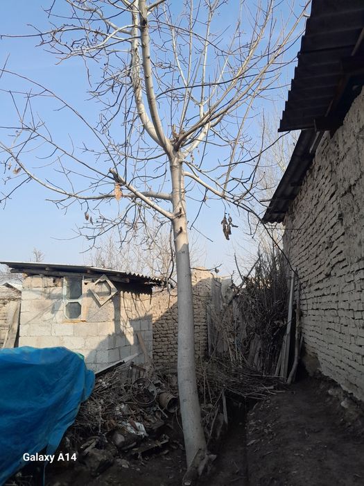 Yogoq daraxti sotladi