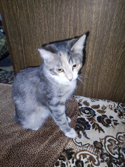 Котёнок девочка 5месяцев