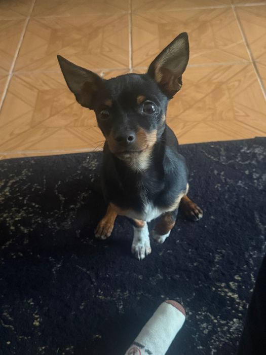 Мъжки пинчер на 11 месеца