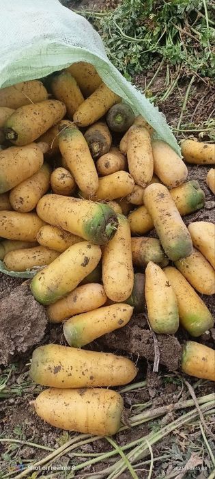 Sabzi uruģi sotiladi