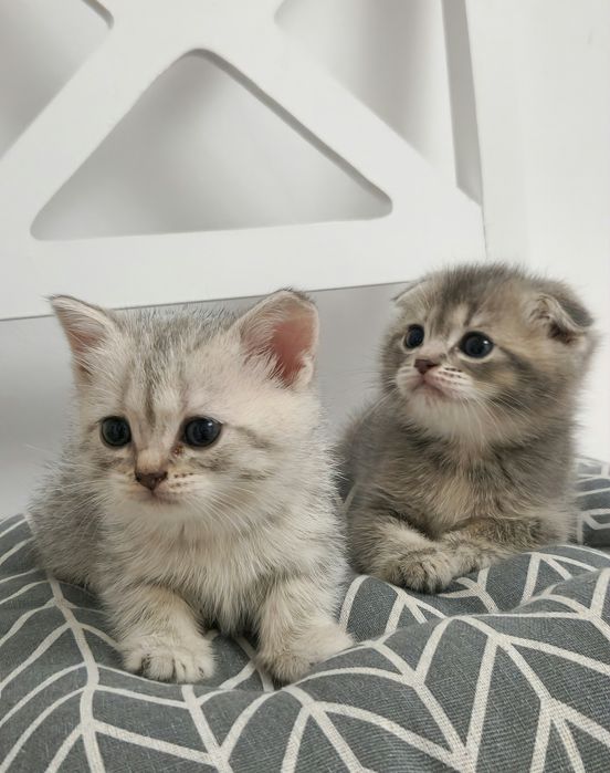 котята британские