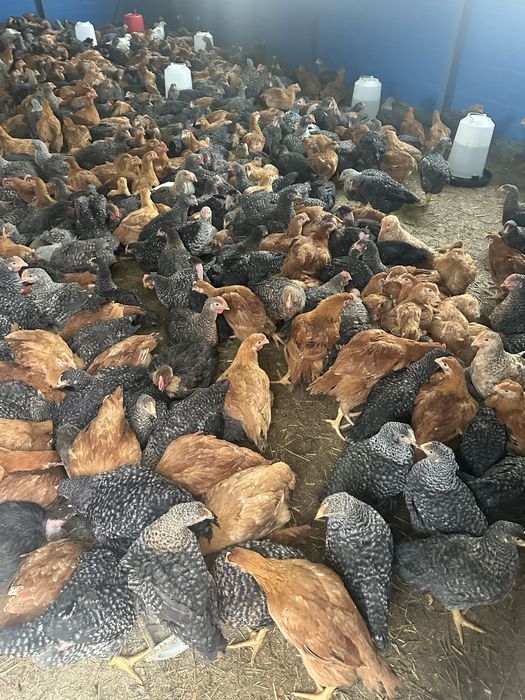 Puii de carne si rasa mixta!