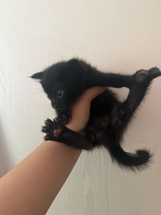 Отдаются котятки