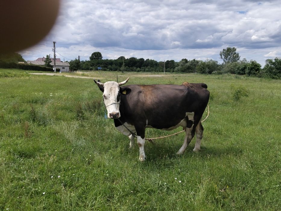 Vând o vaca la alegere