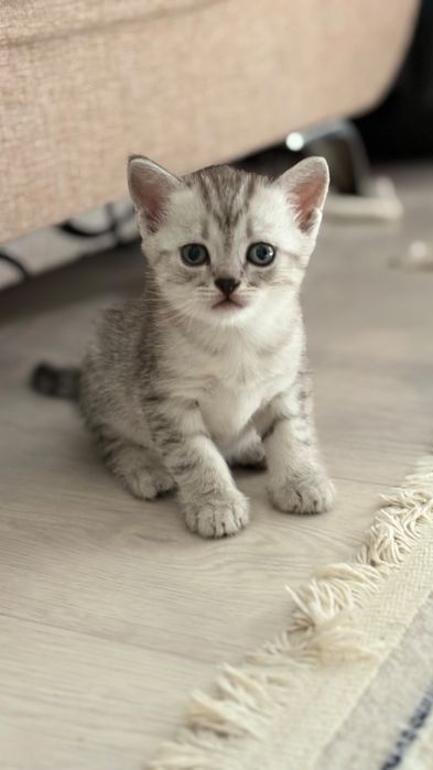 Отдам котят в добрые руки