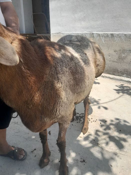 Arashan parodali qoʻchqor sotiladi