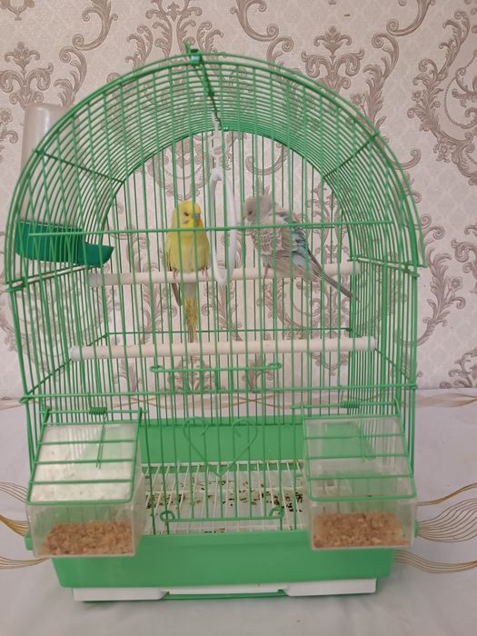 Попугай с клеткой