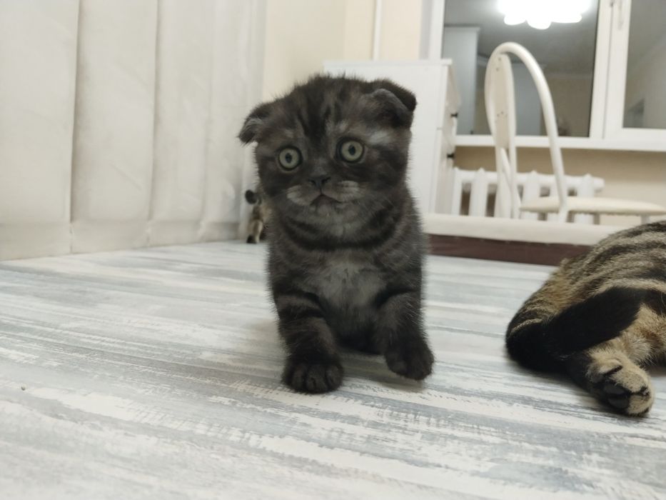 Котята шотландские   50000  т.