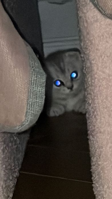 котенок девочка астана
