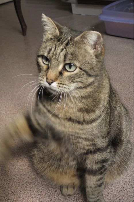 Кошка ищет семью