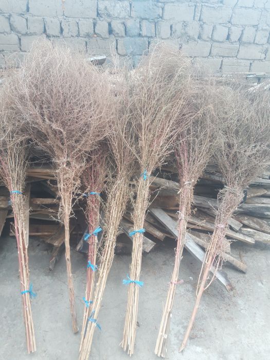 Xovli supurgi 11000 dan kami bor