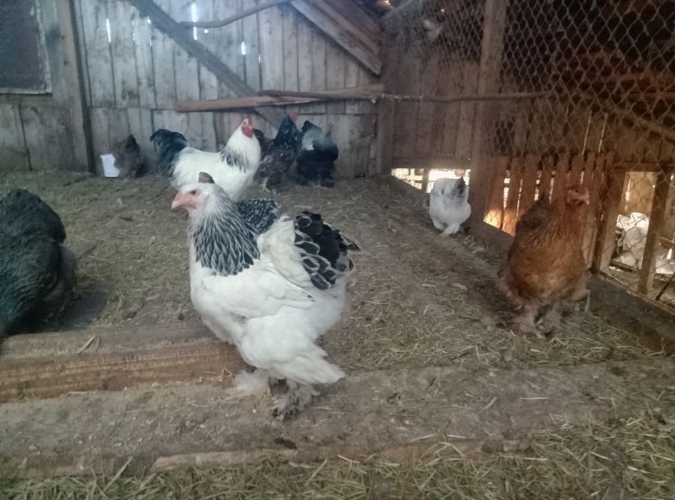 Oua brahma de incubat