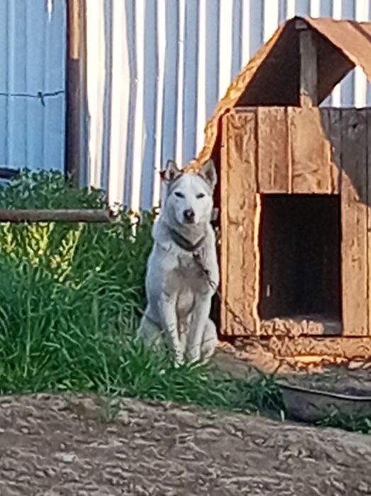 Продам Продам Продам